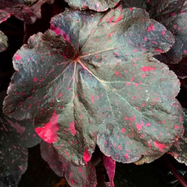 plant image 551894