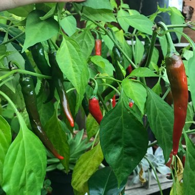 Capsicum annuum