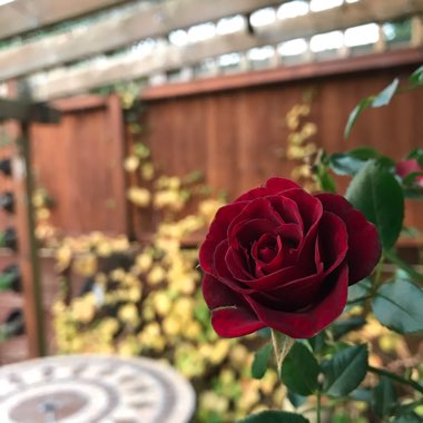 Rosa 'Ninetieth Celebration'