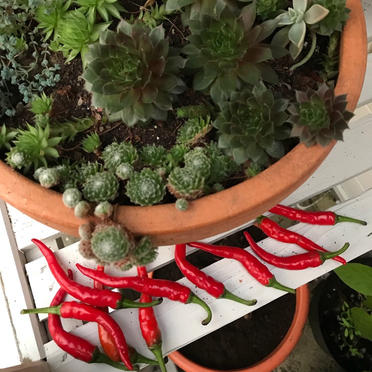 plant image 571767
