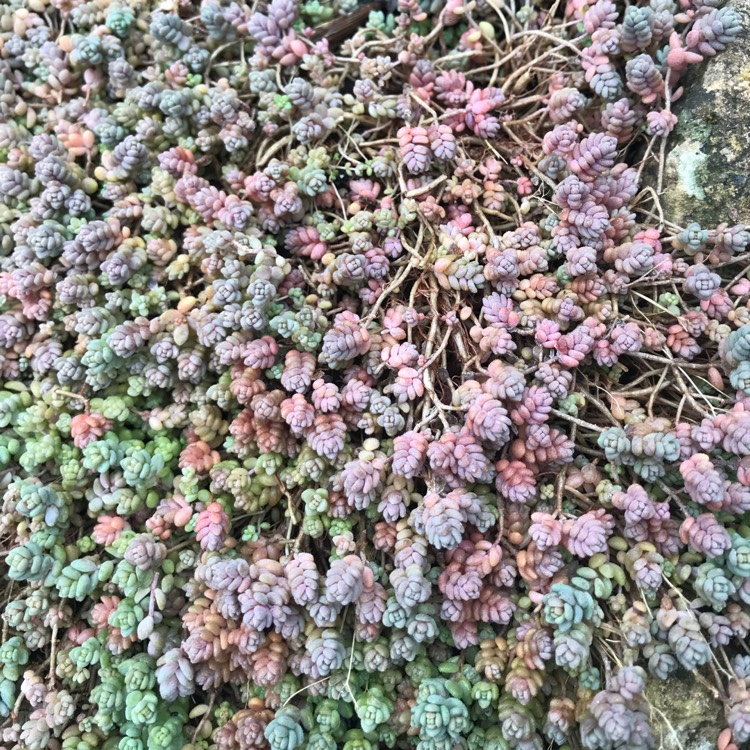plant image 613671