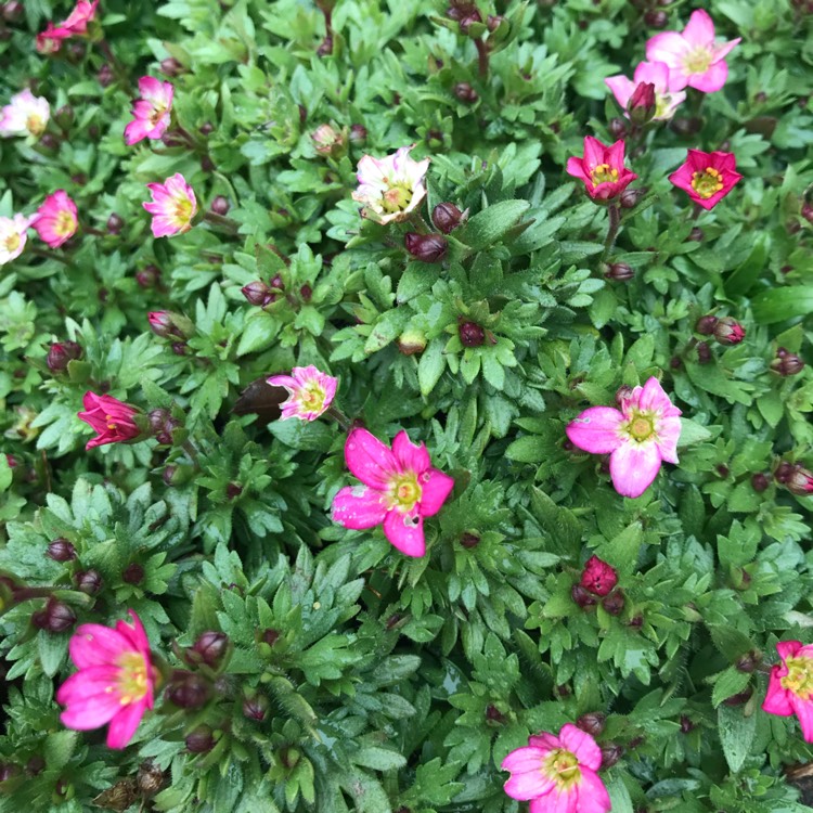 plant image 613680 plant image 613680