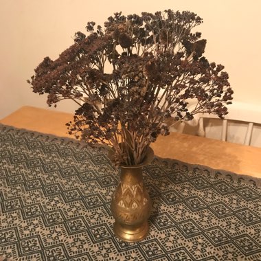 Hylotelephium Herbstfreude