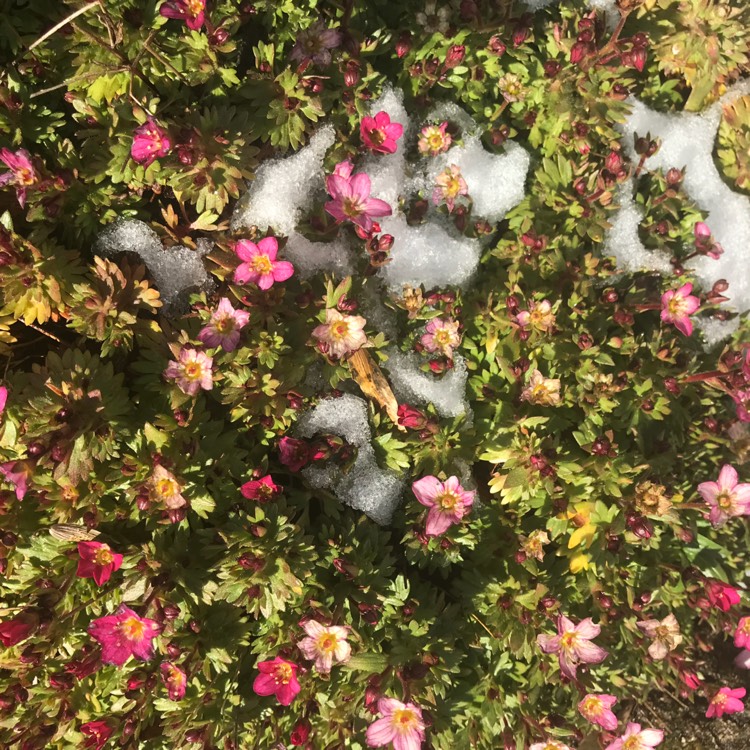 plant image 626355 plant image 626355