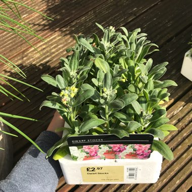Matthiola incana