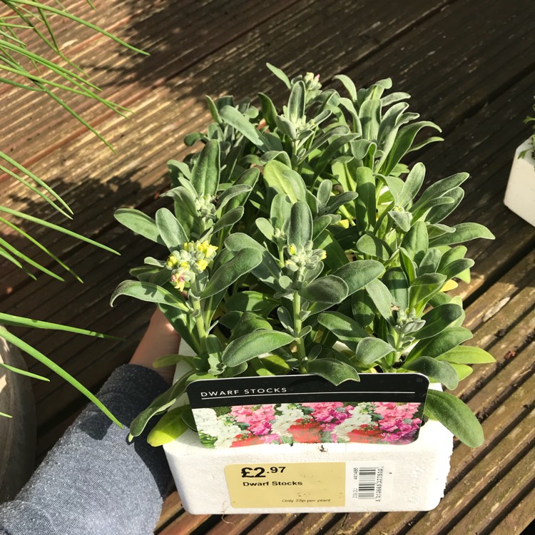 plant image 670235