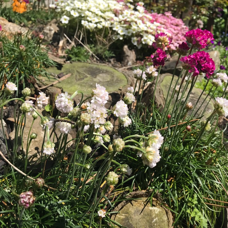 plant image 680286