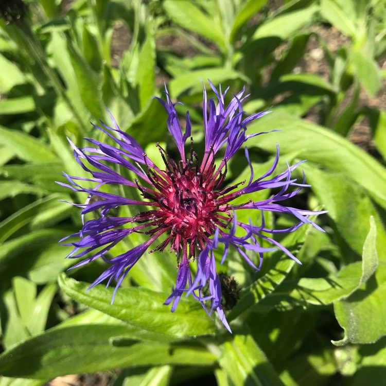 plant image 680715 plant image 680715