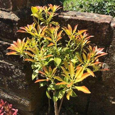 Pieris japonica 'Valley Valentine'