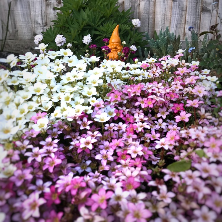 plant image 683901 plant image 683901
