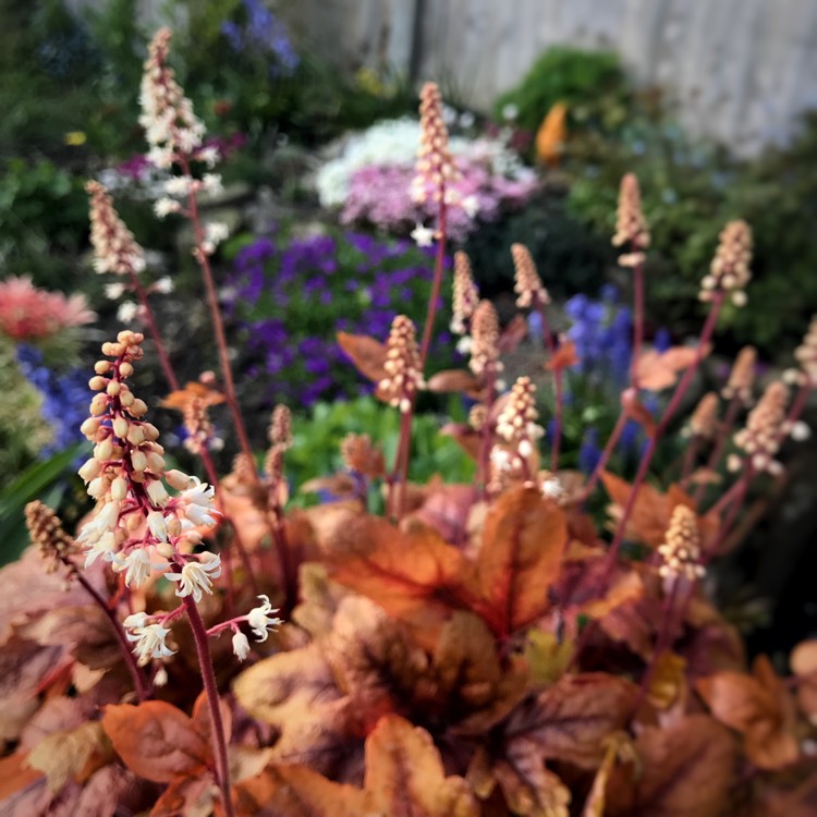 plant image 683912 plant image 683912