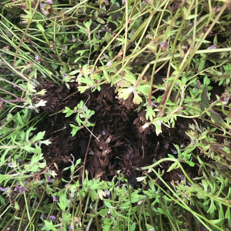 plant image 689348 plant image 689348