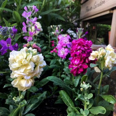 Matthiola incana