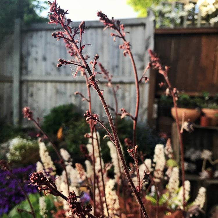 plant image 701697
