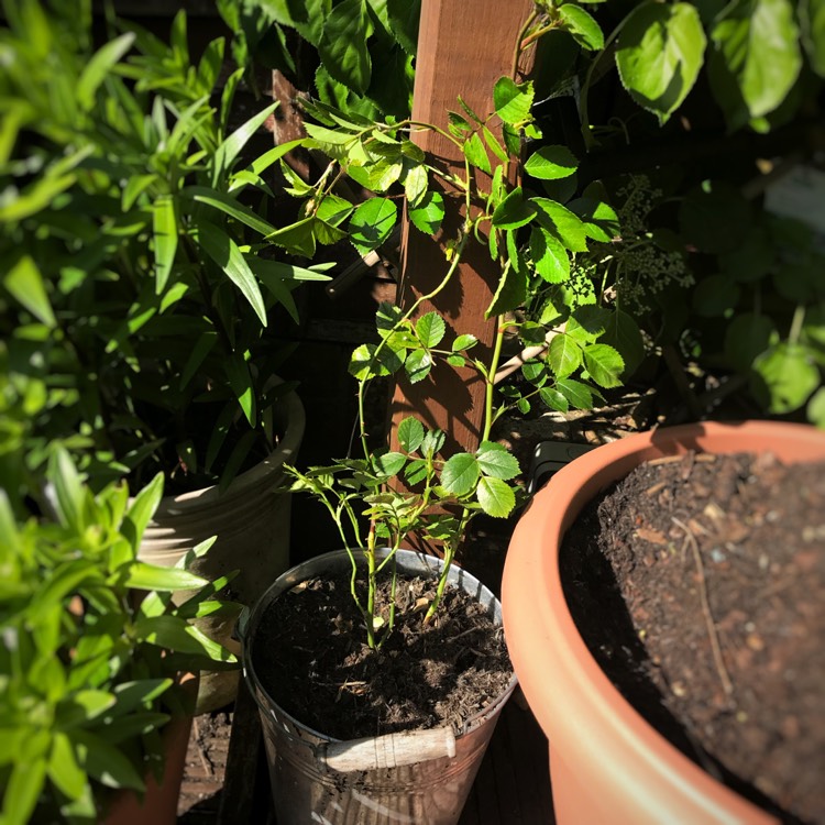 plant image 704229