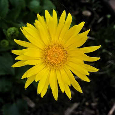 Doronicum caucasicum 'Little Leo'