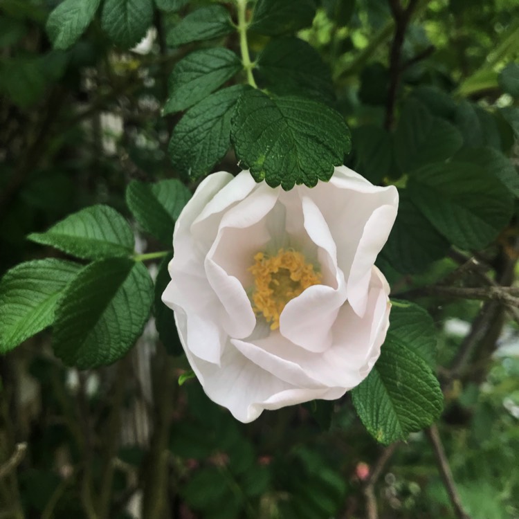 plant image 711884