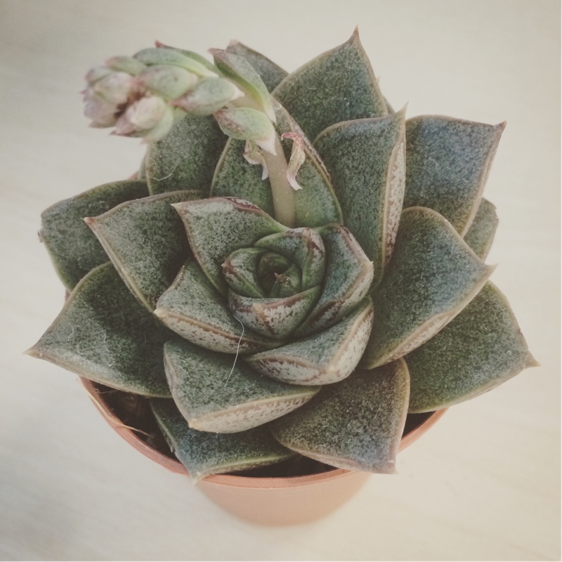 plant image 71226