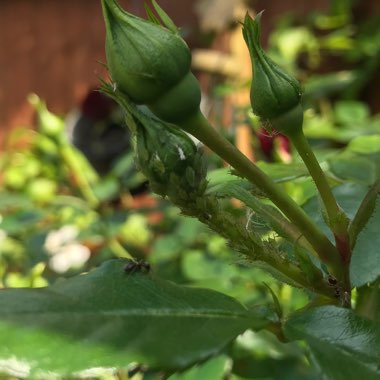 Rosa 'Ninetieth Celebration'
