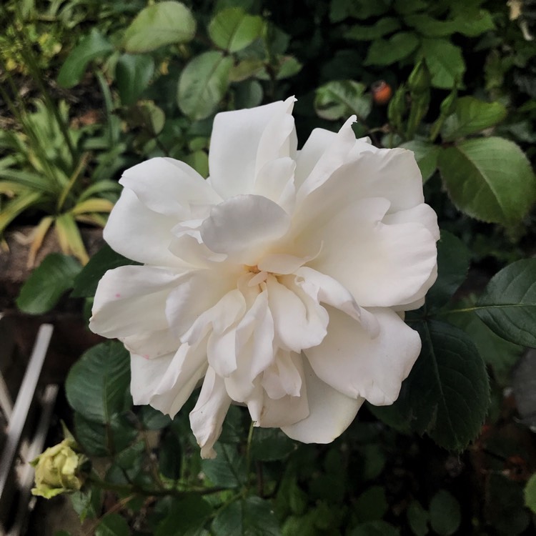 plant image 718749