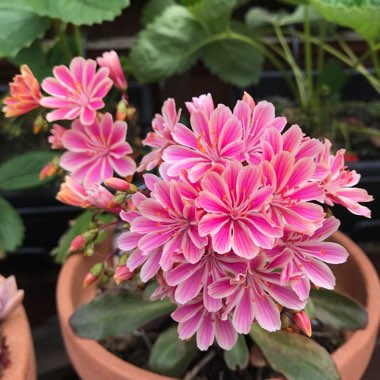 Lewisia 'Little Plum' (Little Series)