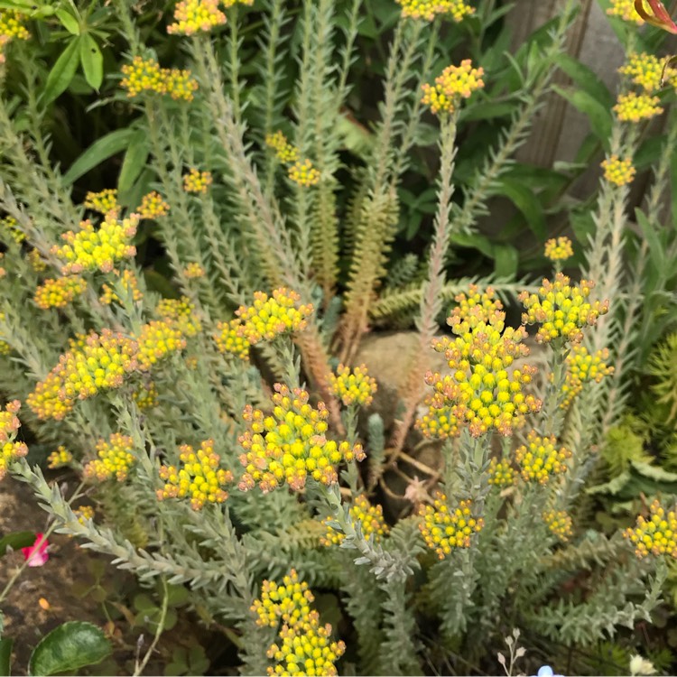 plant image 747598 plant image 747598