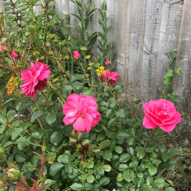 Rosa 'Radtko' syn. Rosa 'Double Knock Out'