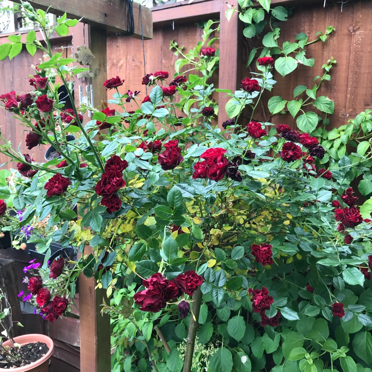 plant image 747608 plant image 747608