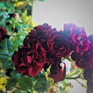 Rosa 'Ninetieth Celebration'