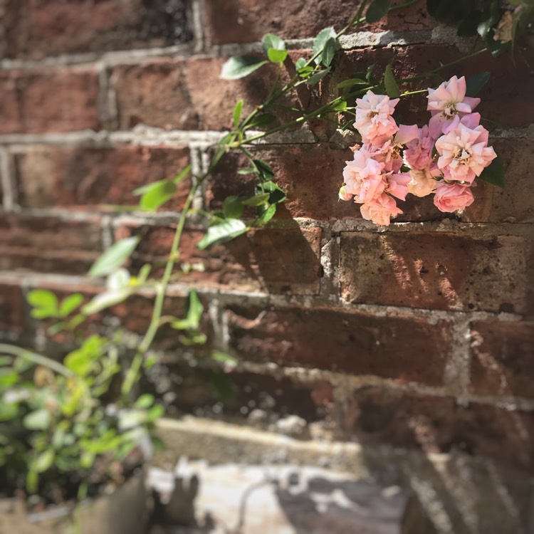 plant image 766965
