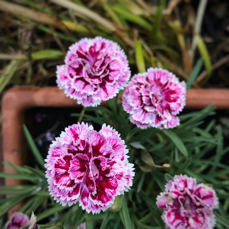Plant image Dianthus SuperTrouper™ 'Sissy'