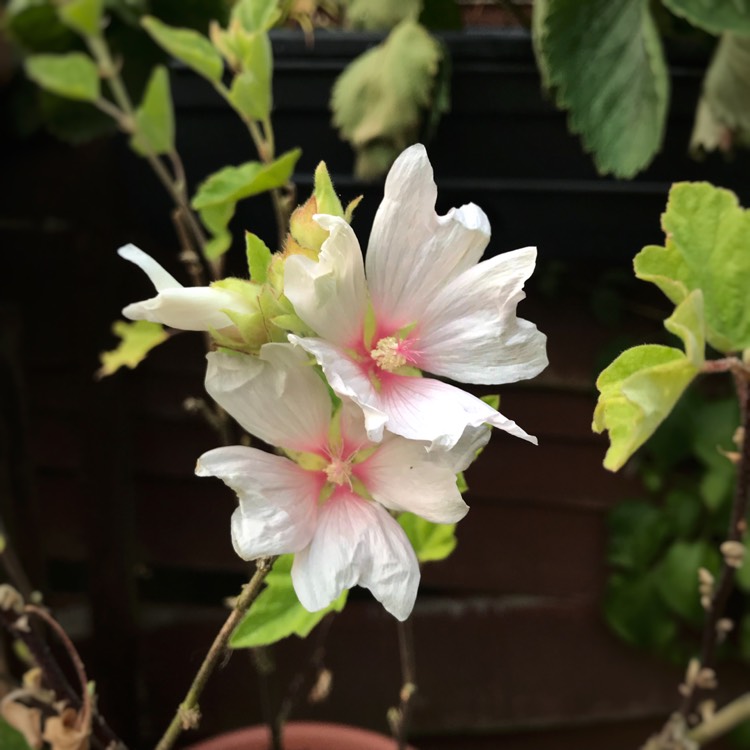 Plant image Lavatera x clementii 'Barnsley Baby'