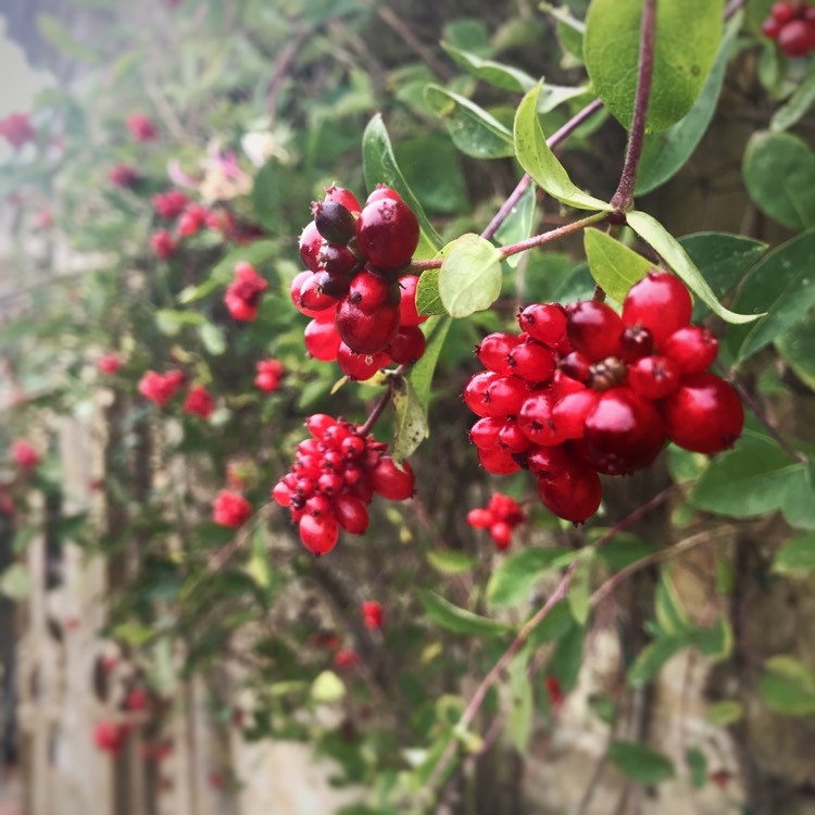 Plant image Lonicera periclymenum 'Belgica'