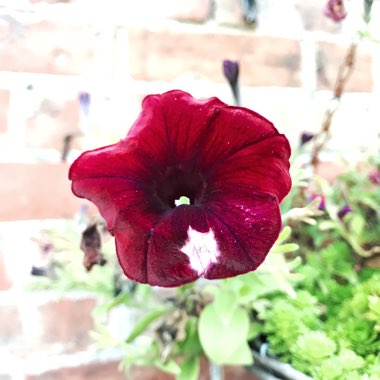 Petunia surfinia