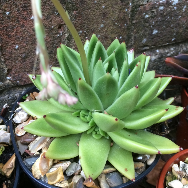 plant image 82671 plant image 82671