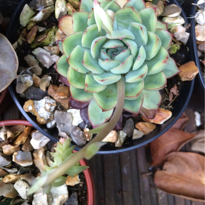plant image 82673 plant image 82673