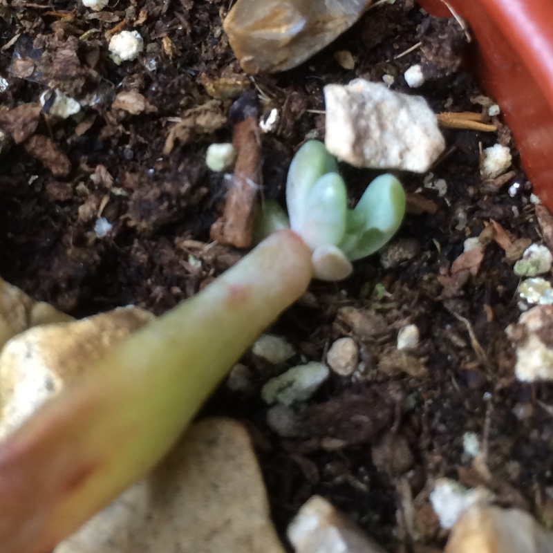 plant image 82676 plant image 82676