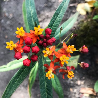 Asclepias curassavica
