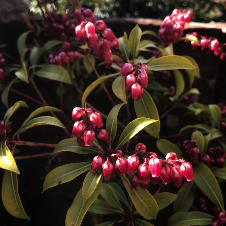 plant image 962348