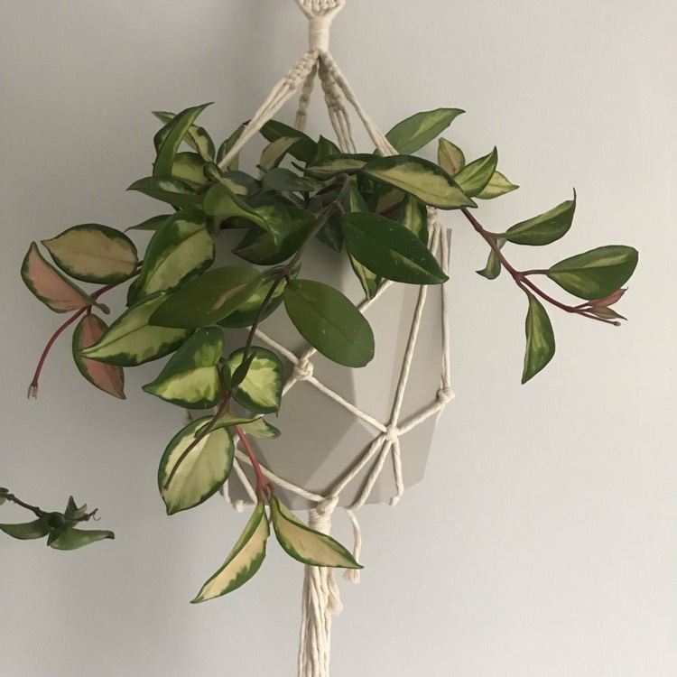 Plant image Hoya Carnosa 'Tricolor'