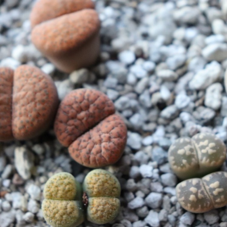 plant image 835228