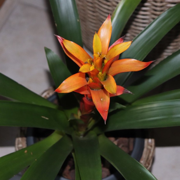 plant image 835233