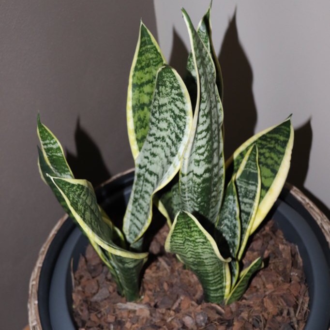 plant image 835616