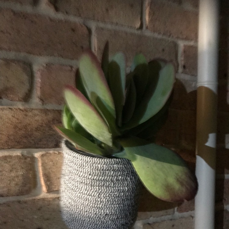 plant image 835623