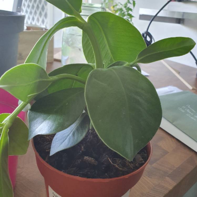 Plant image Clusia Rosea