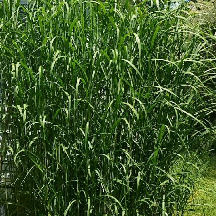 Plant image Pennisetum 'Kittentails'