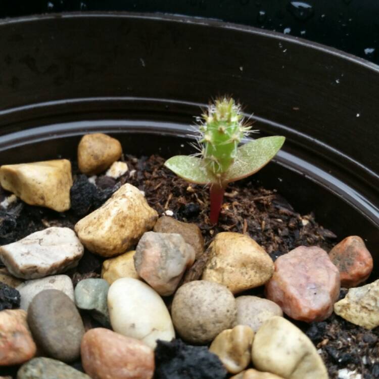 Plant image Opuntia Polycantha