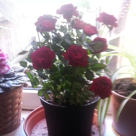 Plant image Rosa 'Black Boy'