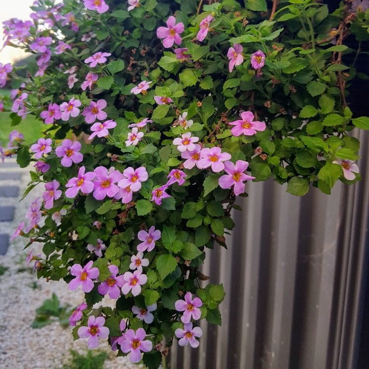 plant image 1009762