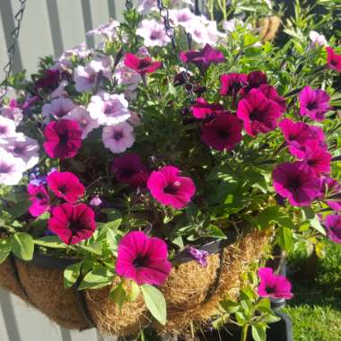 Petunia